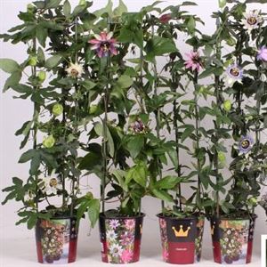 Bild von KP19 Passiflora  piramide Divers